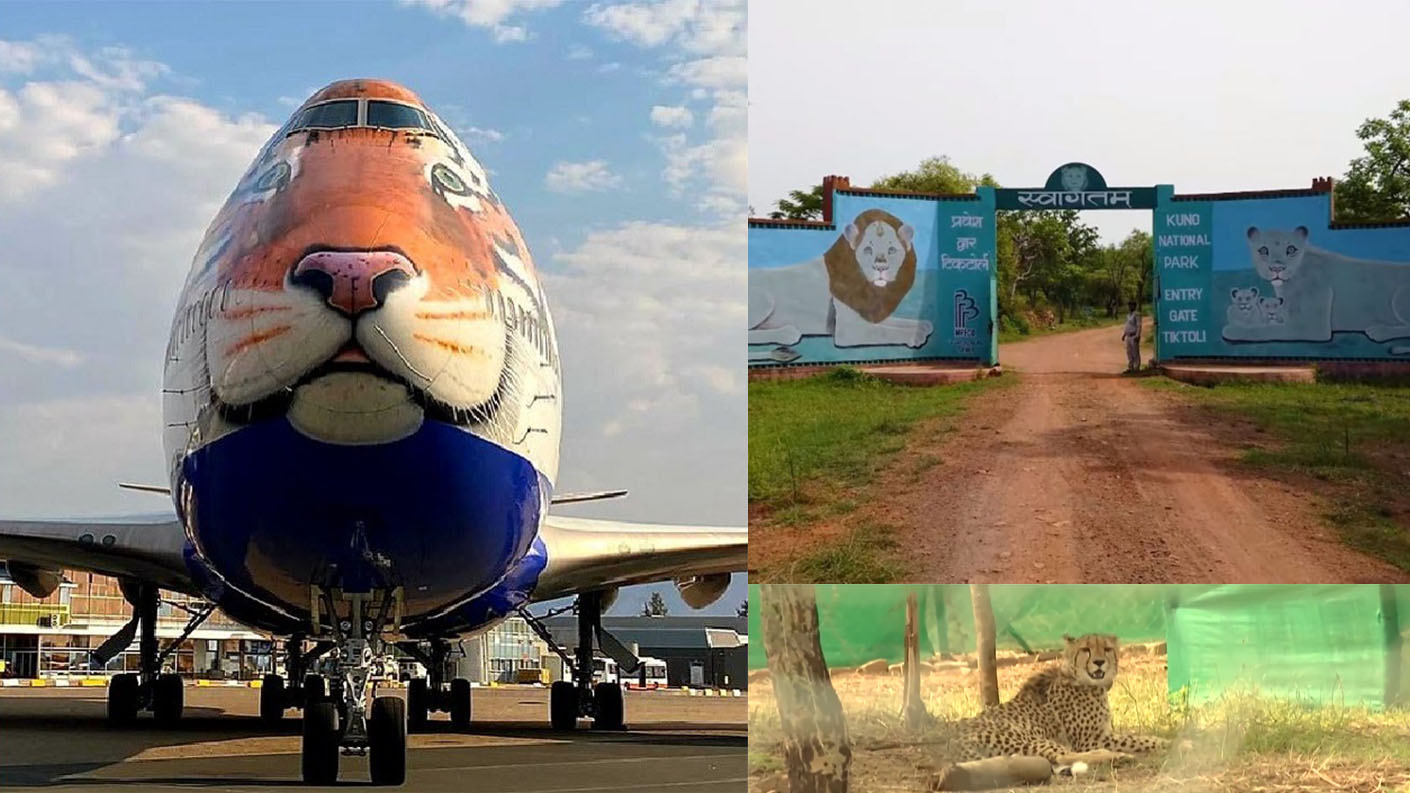 hindimanthan भारत में चीतों की वापसी – Cheetahs Back To India